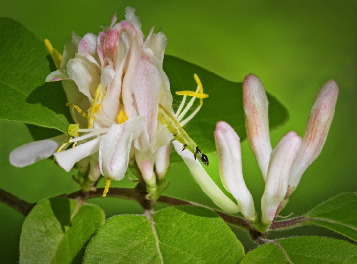 حشرات و آفت های پیچ امین الدوله